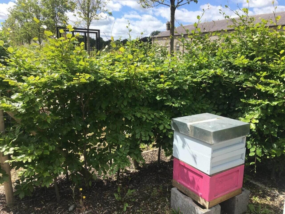 One of the beehives in the Richmond Barracks Garden.